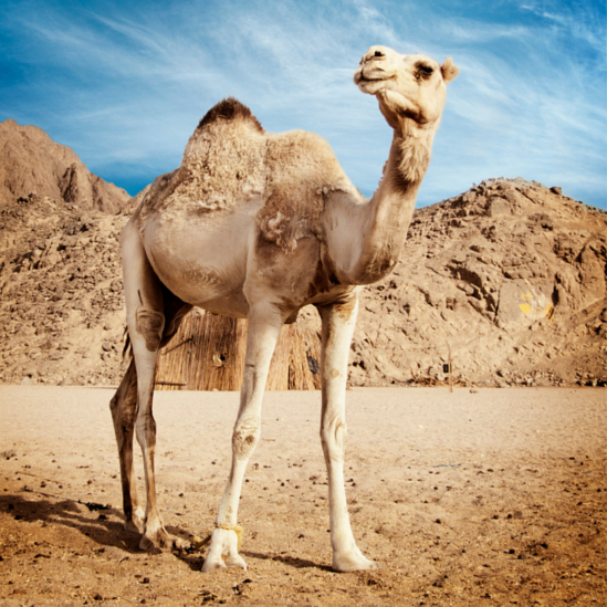 Seisova kameli korkeiden mäkien edustalla. 