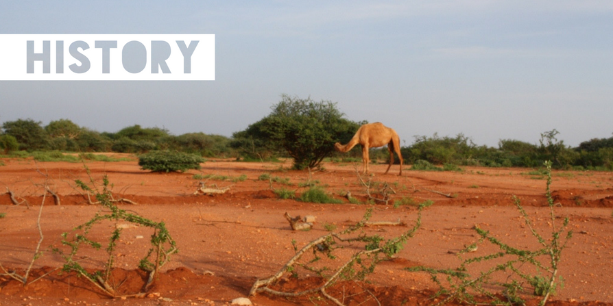 A camel eating from a tree in a sandy, dry landscape